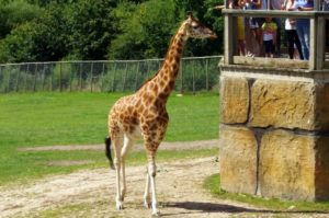 Longleat Safari Park and Adventure Gardens, Warminster, Wiltshire