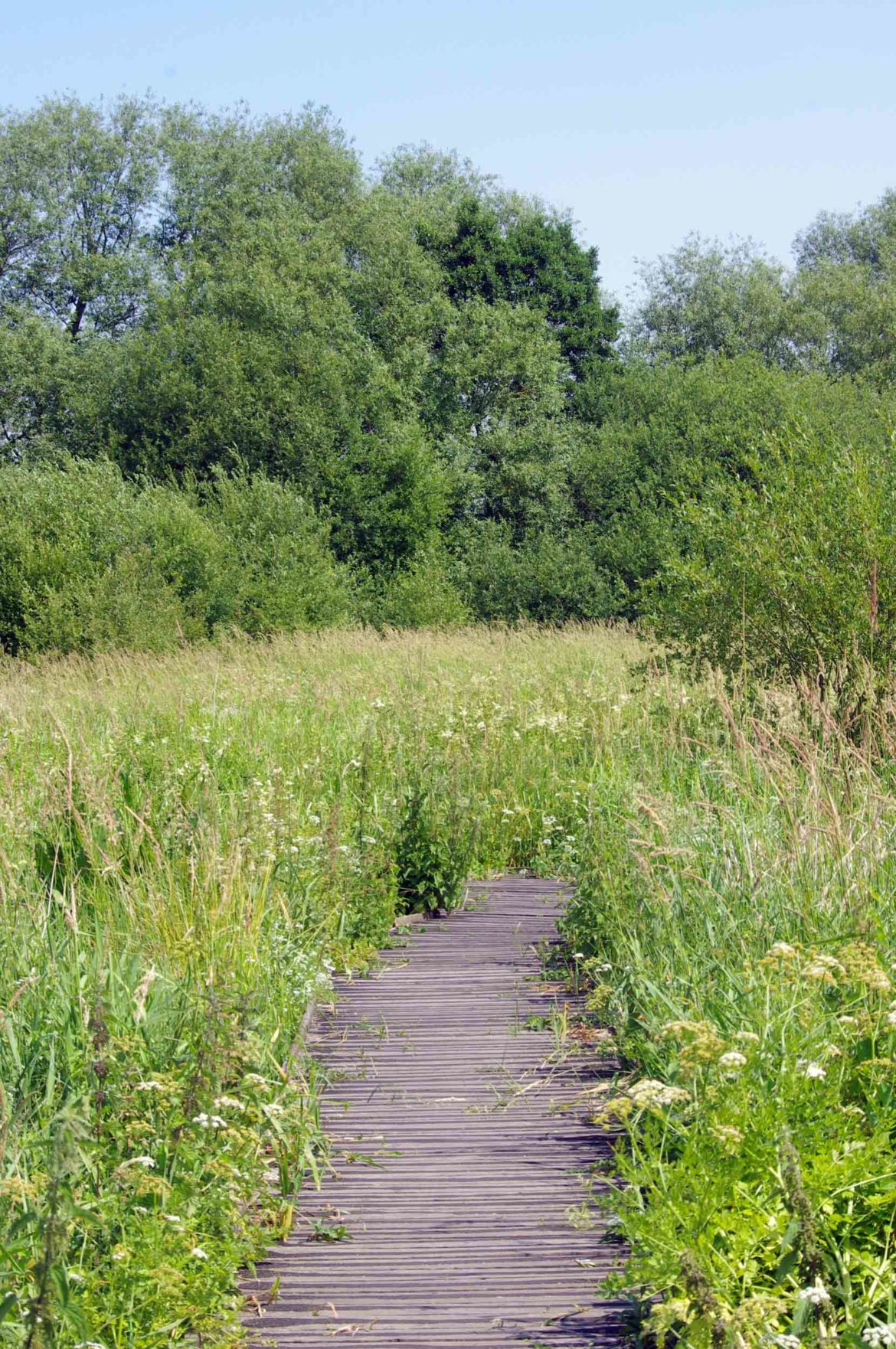 Riverside-Park-Nature-Reserve-Guildford-aka-Stoke-Meadows-Guildford-6.jpg