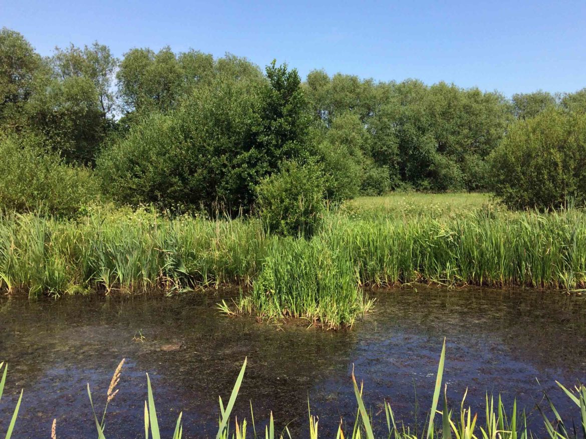 Riverside-Park-Nature-Reserve-Guildford-aka-Stoke-Meadows-Guildford-8.jpg
