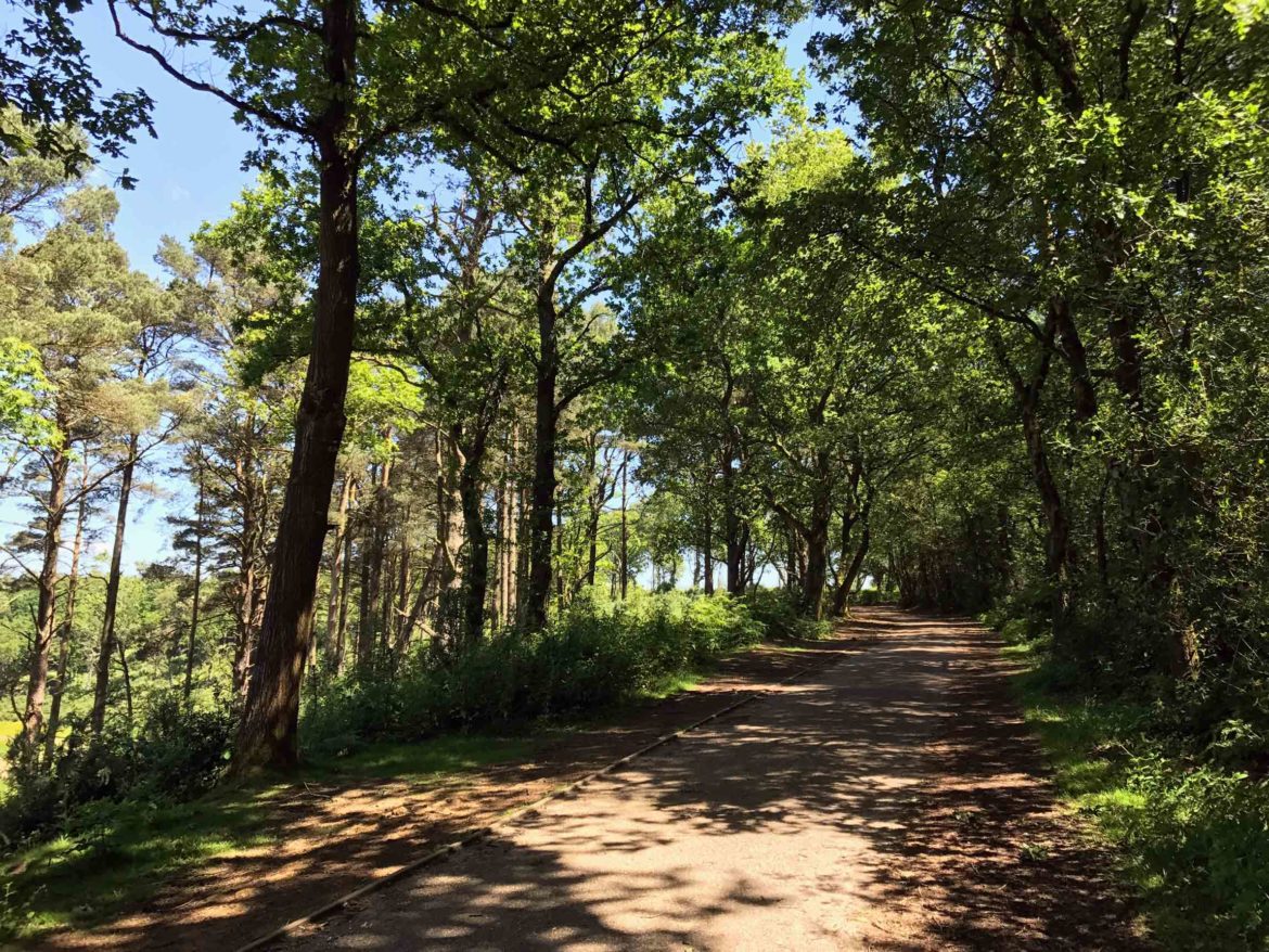 Hindhead-Commons-and-Devils-Punchbowl-National-Trust-Surrey-12.jpg