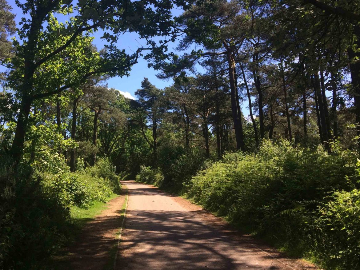 Hindhead-Commons-and-Devils-Punchbowl-National-Trust-Surrey-14.jpg