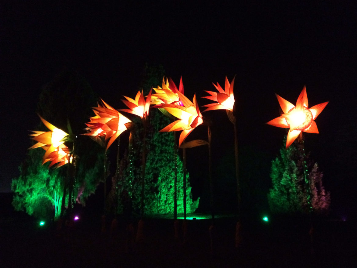 RHS-Garden-Wisley-Illuminations-19-scaled.jpg