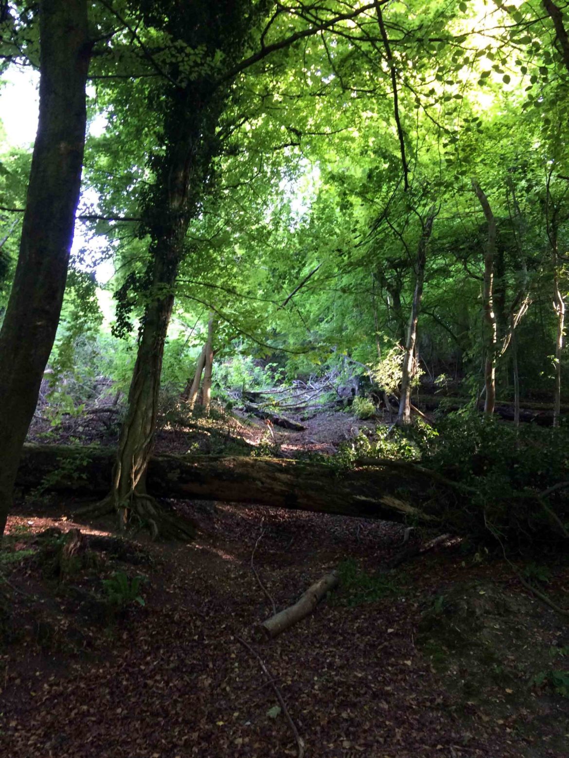 Selbourne-Common-National-Trust-Selbourne-Hampshire-3-scaled.jpg
