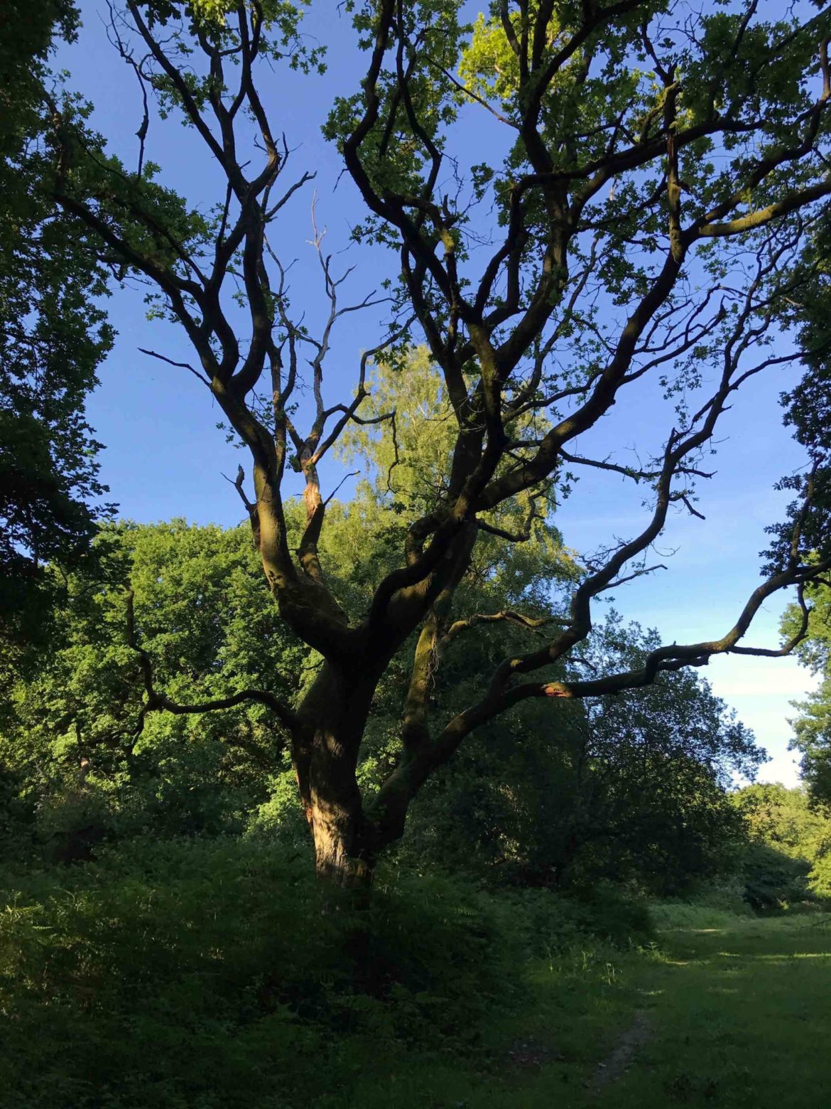 Selbourne-Common-National-Trust-Selbourne-Hampshire-7-scaled.jpg