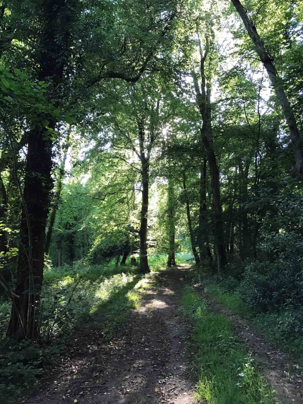Selbourne-Common-National-Trust-Selbourne-Hampshire-8-scaled.jpg
