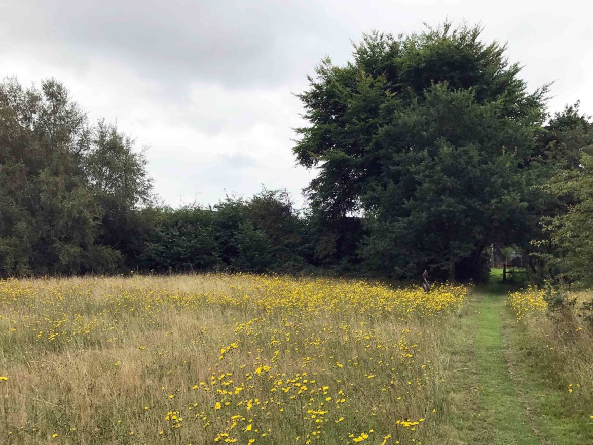 Snaky-Lane-Nature-Reserve-Ash-Vale-Surrey-5-scaled.jpg