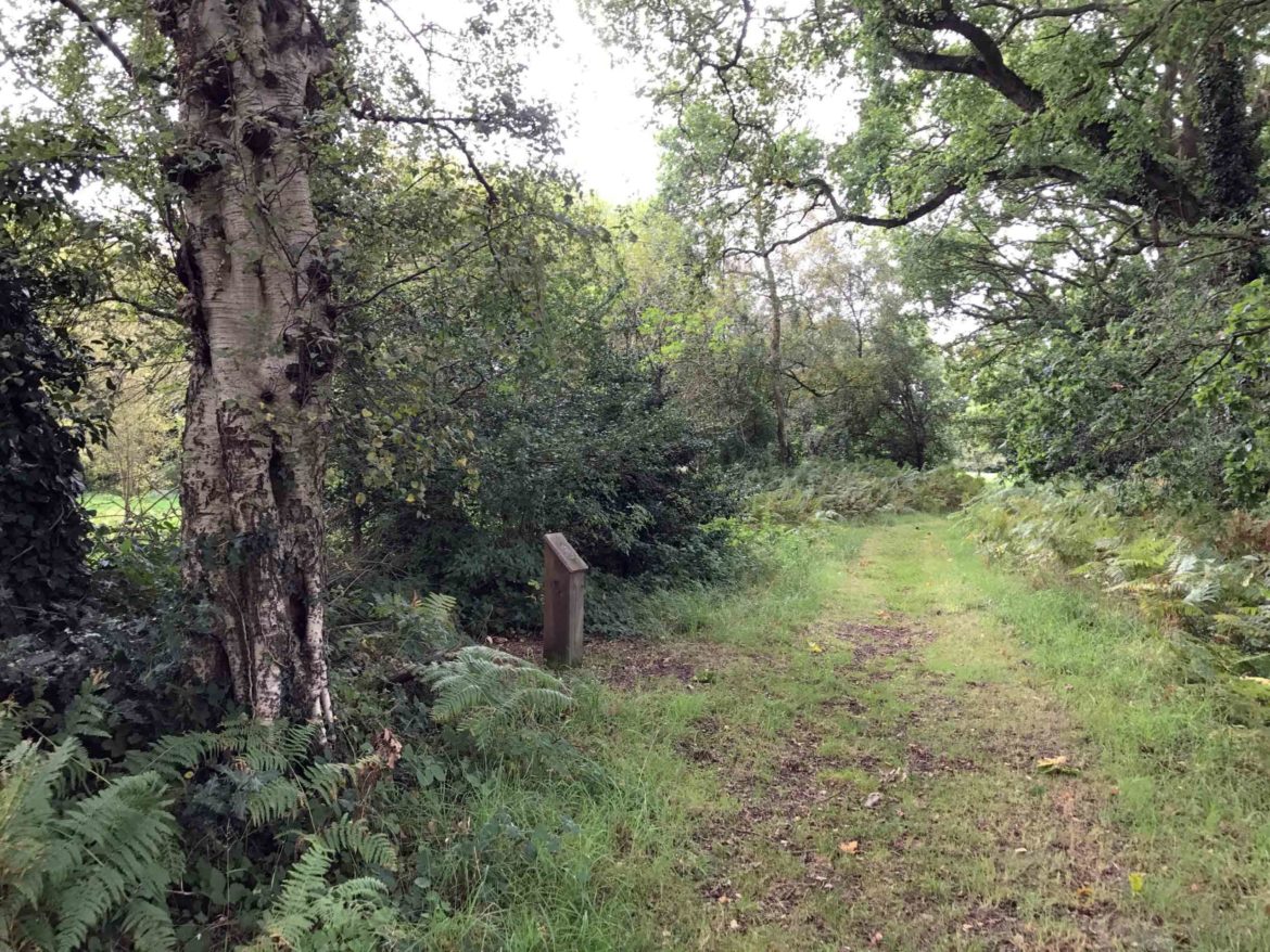 Snaky-Lane-Nature-Reserve-Ash-Vale-Surrey-9-scaled.jpg