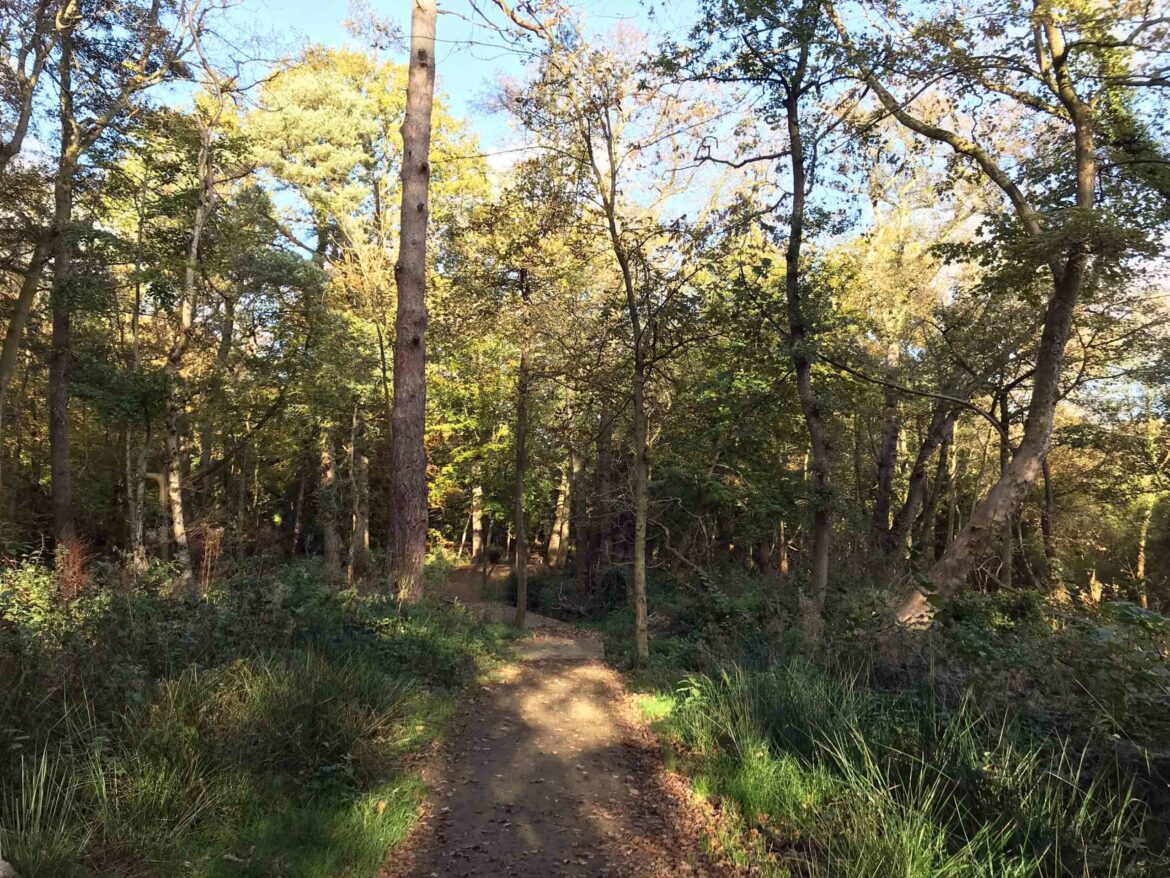 Bordon-Inclosure-Bordon-Surrey-11-scaled.jpg