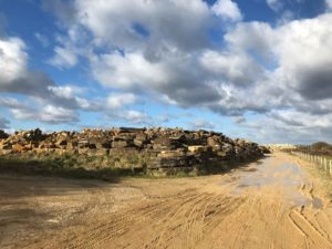 Dinosaur Footprints, Keates Quarry, Spyway, Langton Matravers, Swanage, Dorset