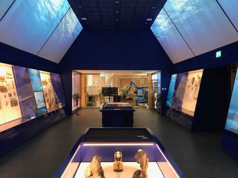 Bring Fossils to Life at The Etches Collection, Kimmeridge Bay