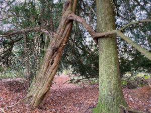 Shere Woodlands, Shere, Surrey Hills