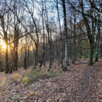 West Hanger in Shere Woodlands in Shere, Near Guildford, Surrey Hills