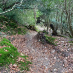 West Hanger in Shere Woodlands in Shere, Near Guildford, Surrey Hills
