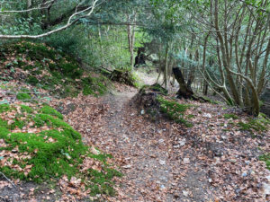 West Hanger in Shere Woodlands in Shere, Near Guildford, Surrey Hills