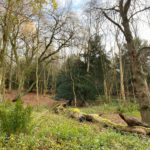 West Hanger in Shere Woodlands in Shere, Near Guildford, Surrey Hills