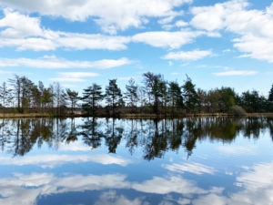 Thursley Common and Moat Pond, Thursley, Surrey