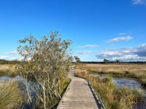 Thursley Common and Moat Pond, Thursley, Surrey