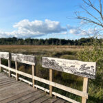 Thursley Common and Moat Pond, Thursley, Surrey