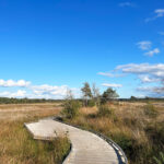 Thursley Common and Moat Pond, Thursley, Surrey