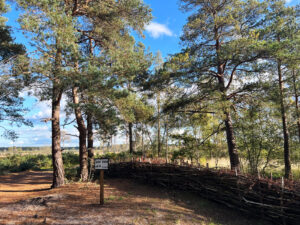 Thursley Common and Moat Pond, Thursley, Surrey
