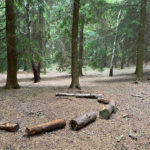 Normandy Common Woods in Normandy, Near Guildford, Surrey