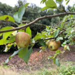 Normandy Common Orchard in Normandy Near Guildford, Surrey