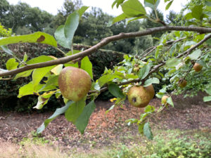 Normandy Common Orchard and Play Area, Near Guildford, Surrey