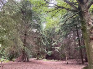 Normandy Common and Play Area, Near Guildford, Surrey