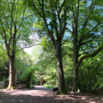 Box Hill Natural Play Trail, Box Hill, Dorking, Surrey