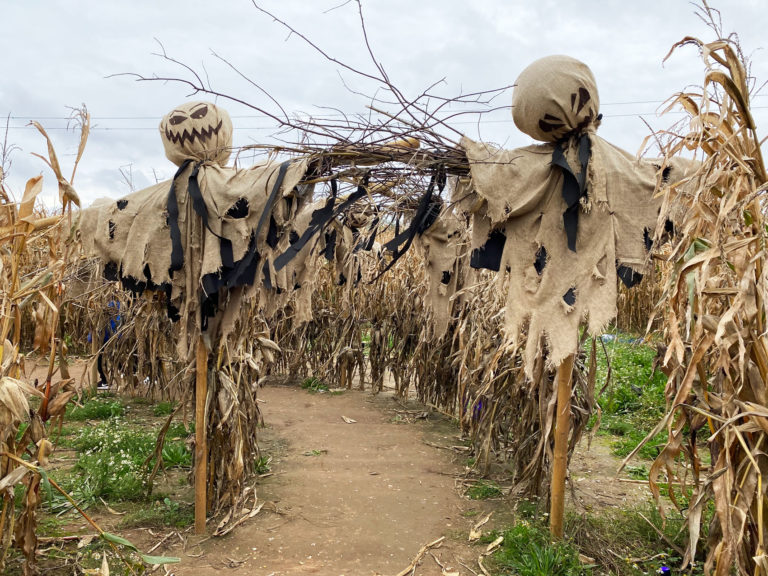 Pumpkin Picking at the Pumpkin Picking Patch, Fordingbridge, Hampshire