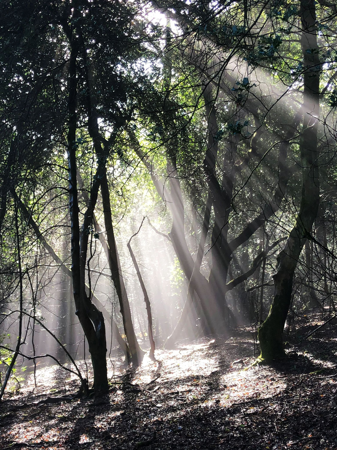 Hindhead-Commons-and-Devils-Punchbowl-National-Trust-Surrey-15.jpg