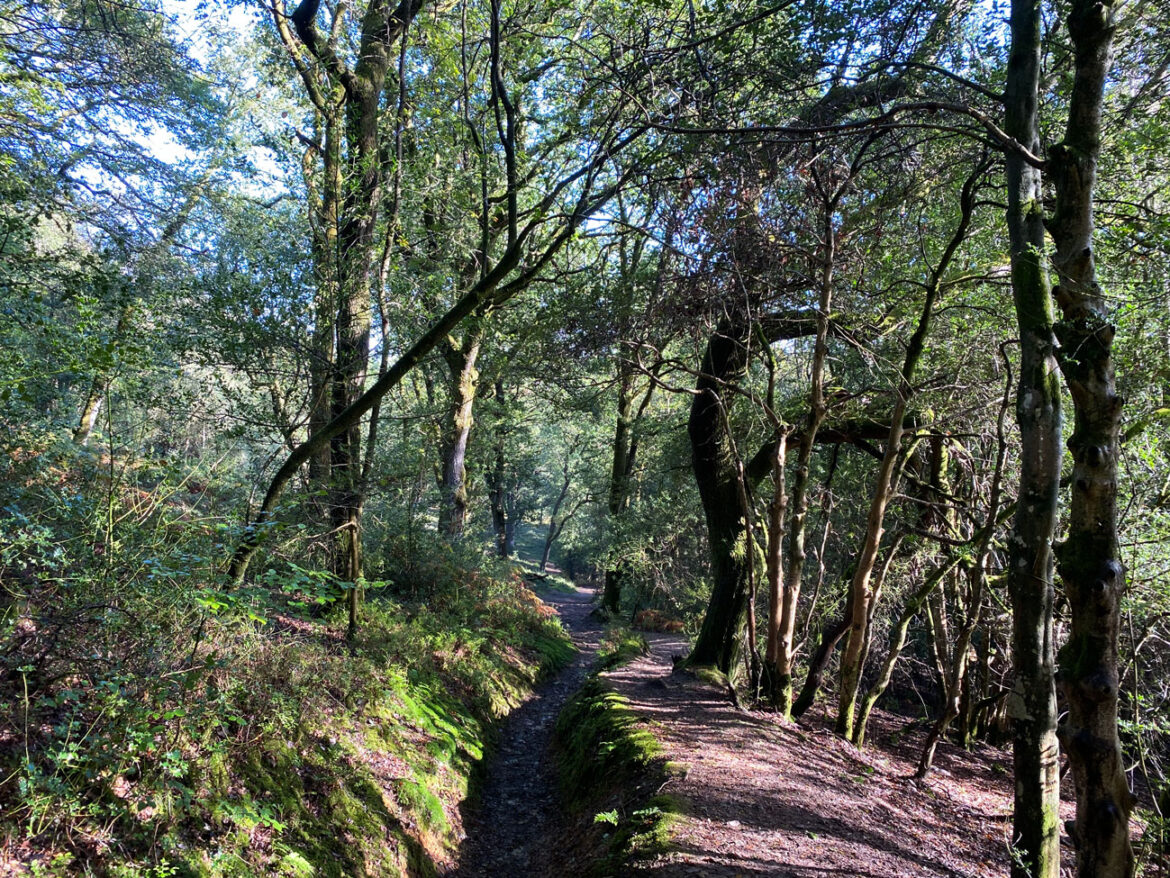 Hindhead-Commons-and-Devils-Punchbowl-National-Trust-Surrey-16.jpg