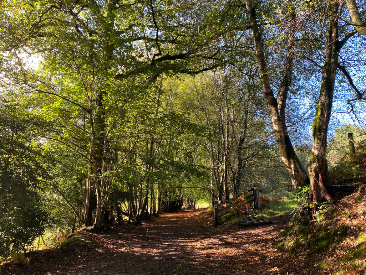 Hindhead-Commons-and-Devils-Punchbowl-National-Trust-Surrey-17.jpg