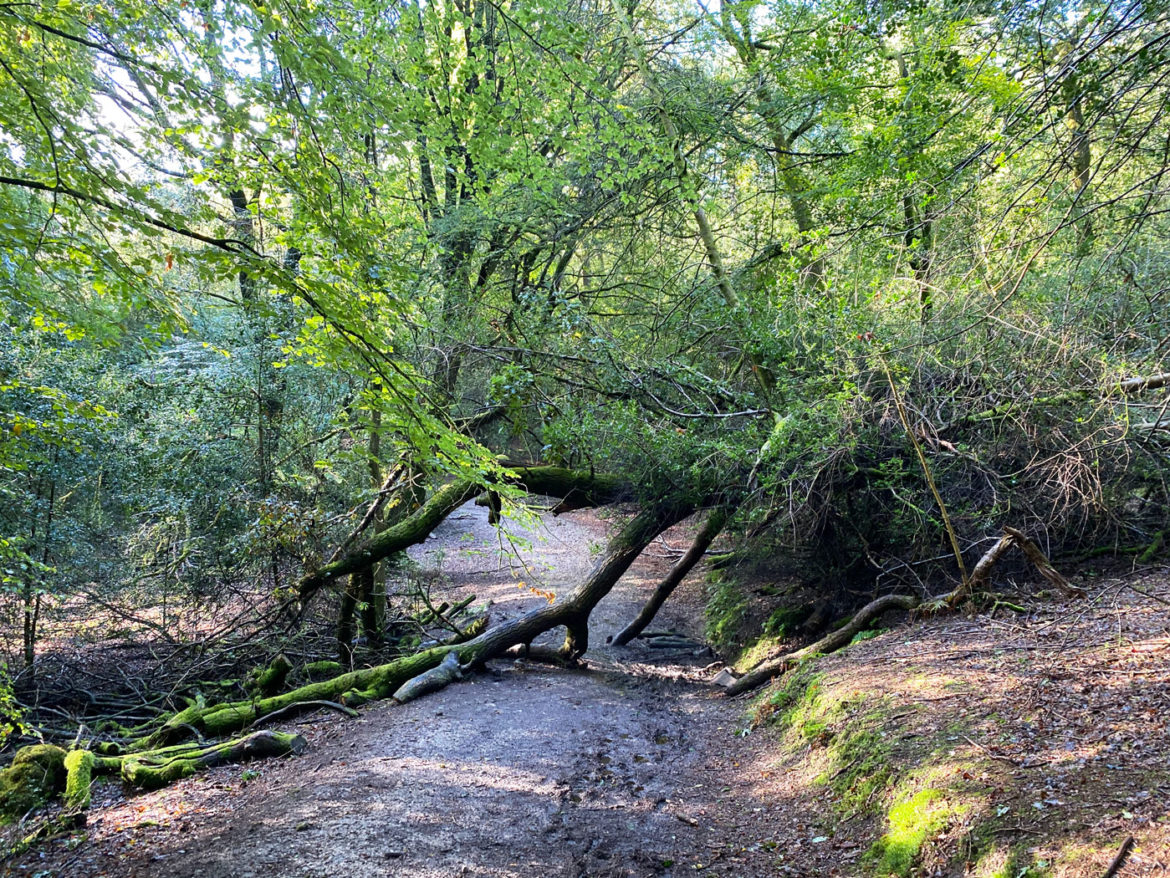 Hindhead-Commons-and-Devils-Punchbowl-National-Trust-Surrey-18.jpg