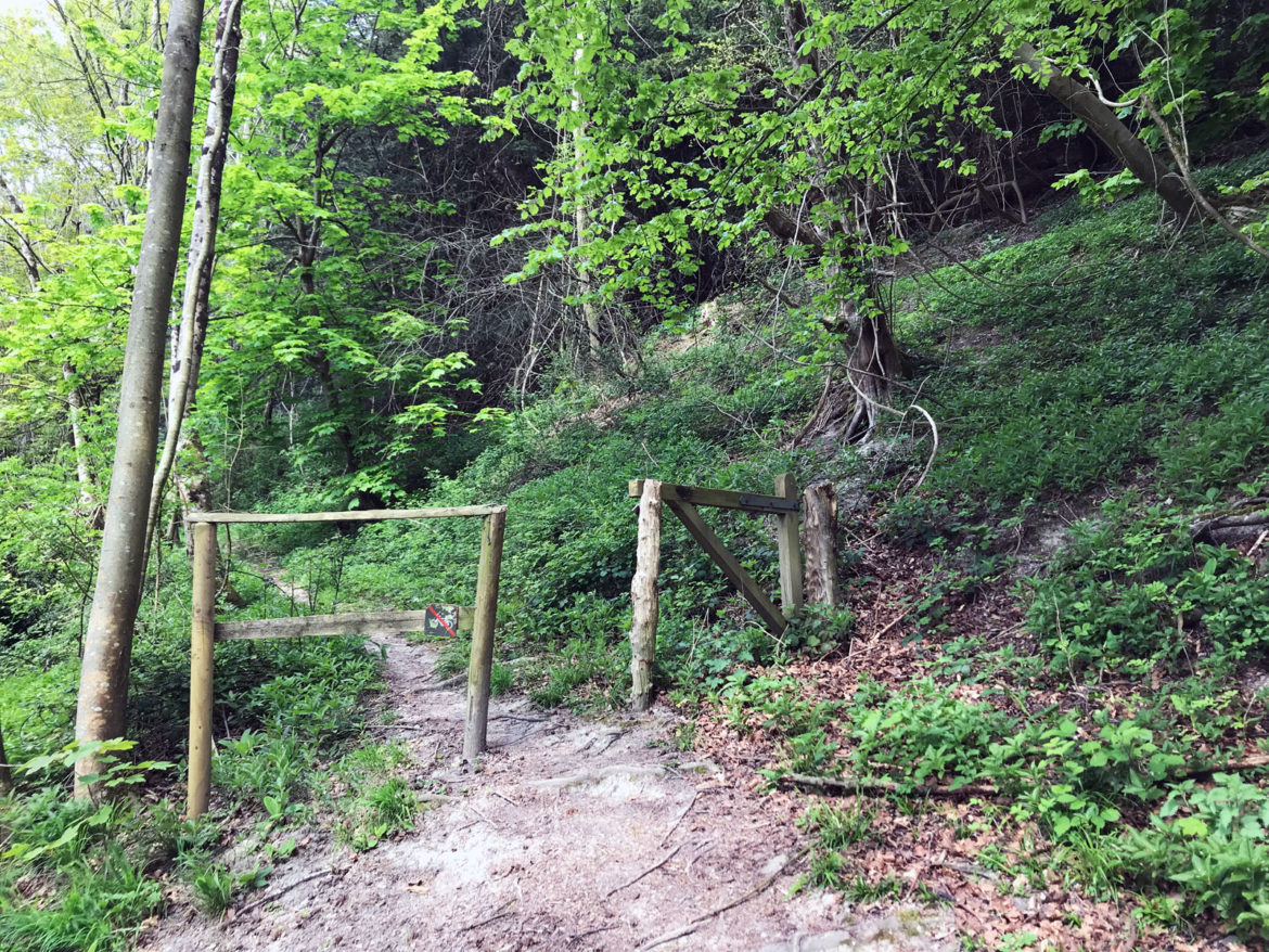 Ashford-Hangers-National-Nature-Reserve-Steep-Petersfield-Hampshire-102.jpg