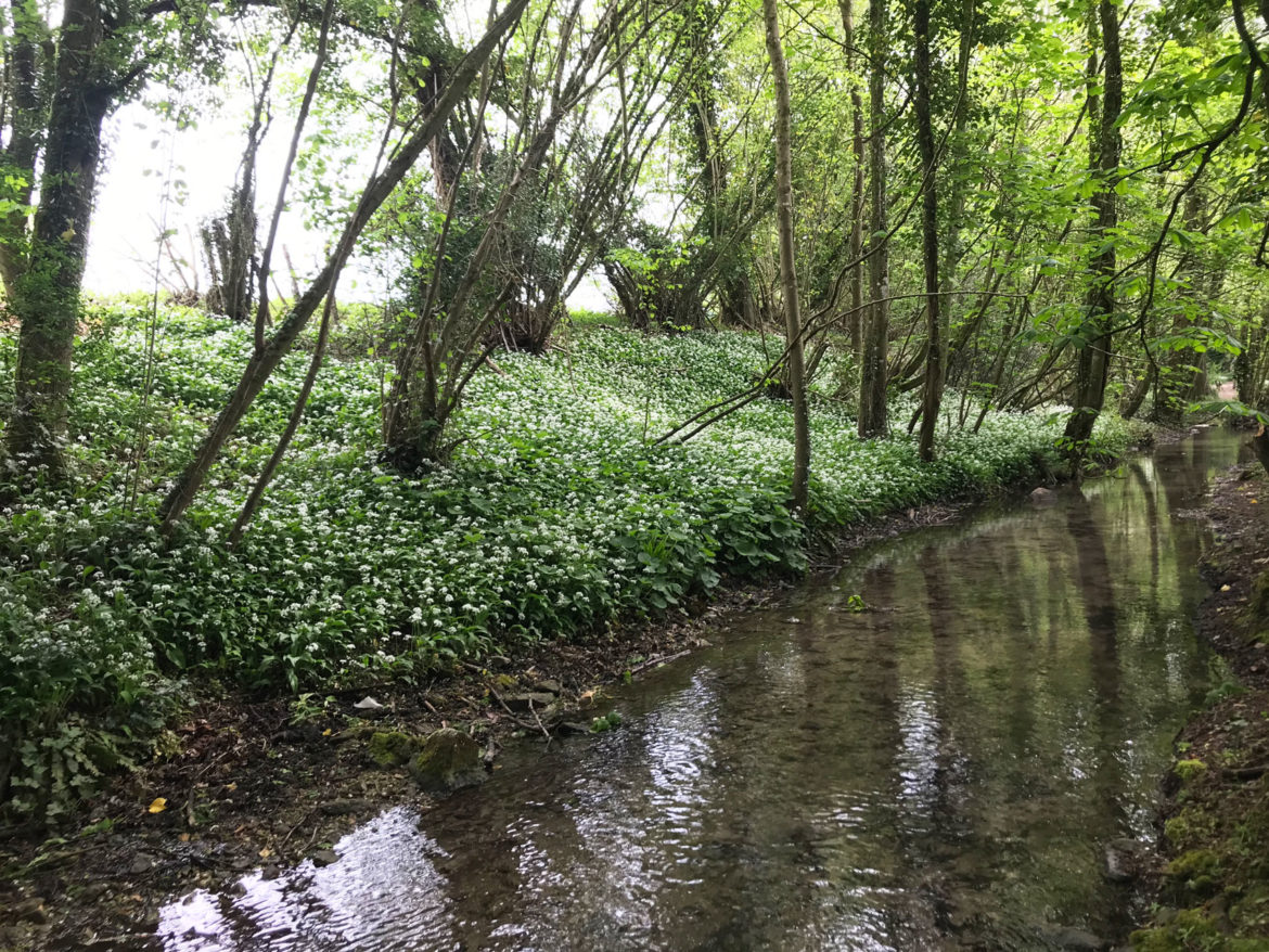 Ashford-Hangers-National-Nature-Reserve-Steep-Petersfield-Hampshire-104.jpg