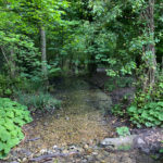 Ashford Hangers National Nature Reserve, Steep, Near Petersfield, Hampshire