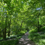 Ashford Hangers National Nature Reserve, Steep, Near Petersfield, Hampshire