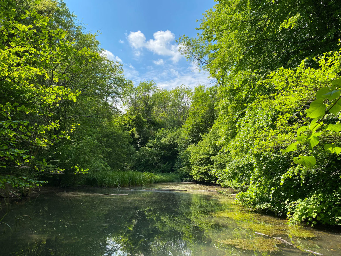 Ashford-Hangers-National-Nature-Reserve-Steep-Petersfield-Hampshire-115.jpg