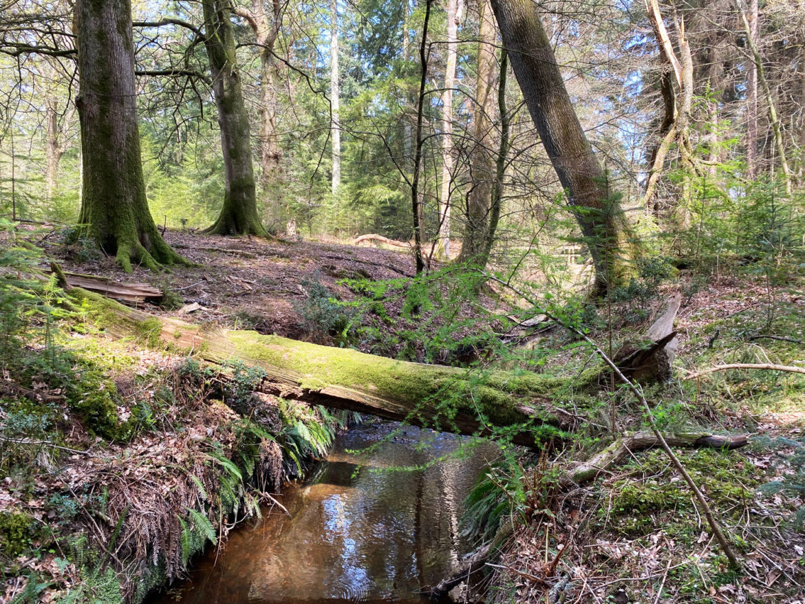 Millyford-Bridge-Near-Lyndhurst-New-Forest-Hampshire-07.jpg