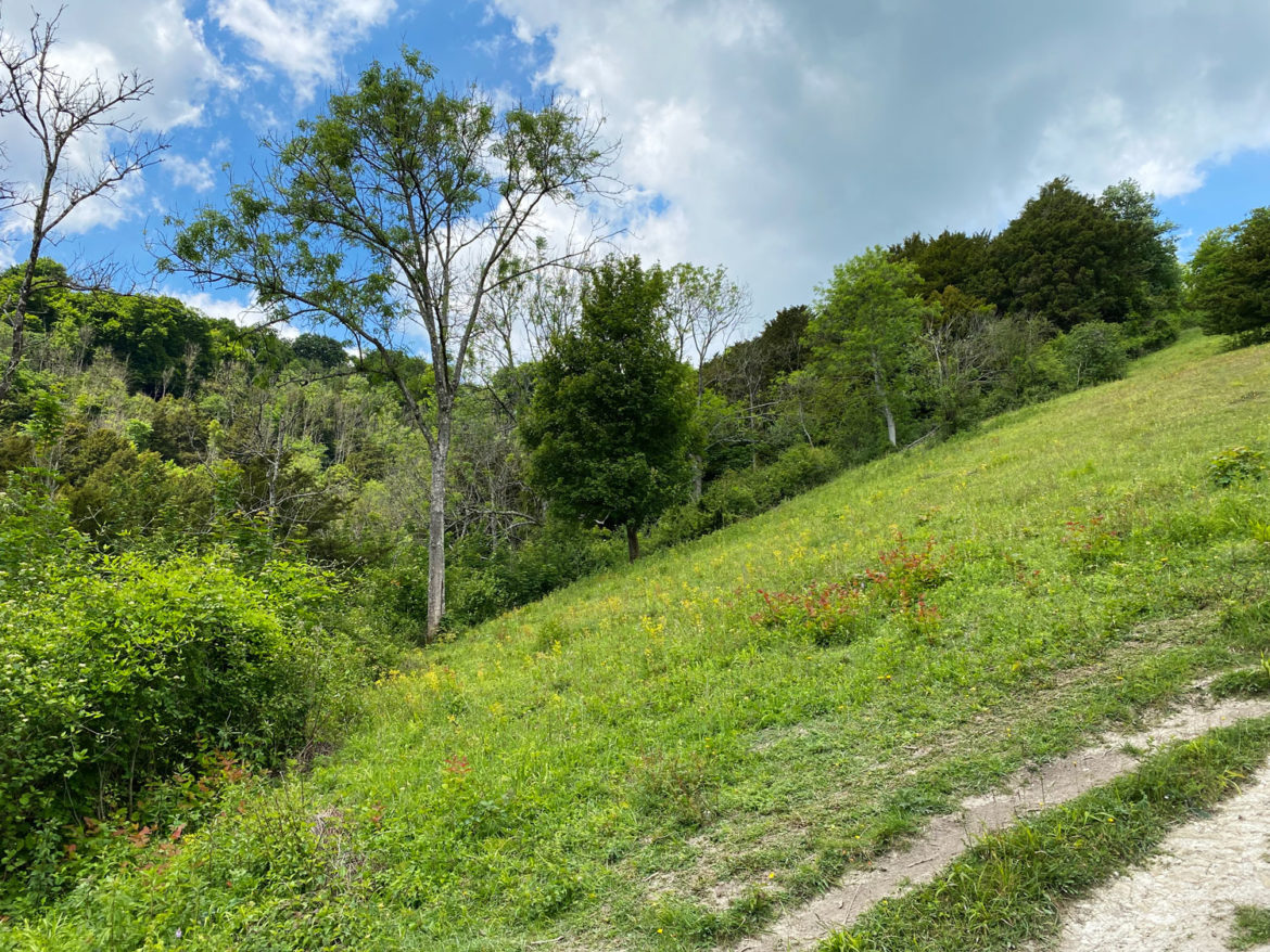 Shoulder-of-Mutton-Hill-Ashford-Hangers-National-Nature-Reserve-Steep-Petersfield-Hampshire-202.jpg