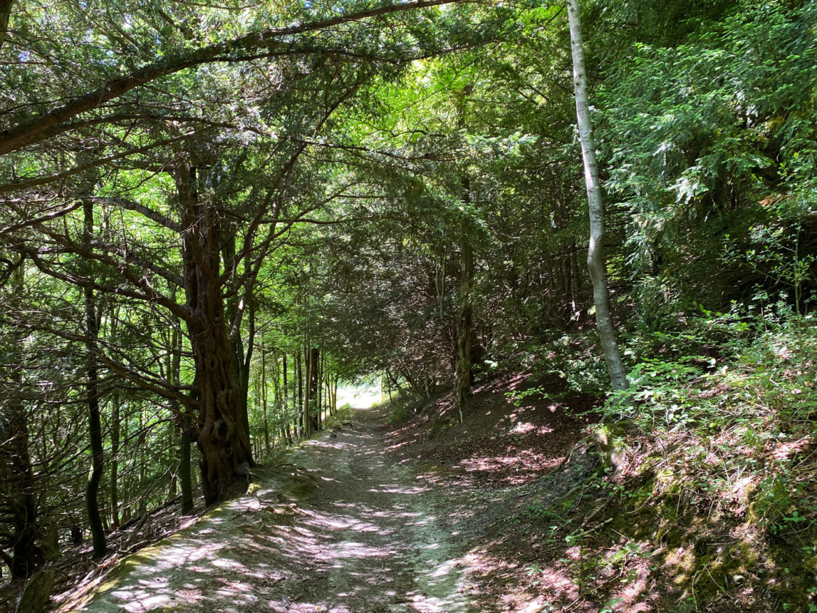 Wheatham-Hill-Ashford-Hangers-National-Nature-Reserve-Steep-Petersfield-Hampshire-203.jpg