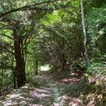 Wheatham Hill, Ashford Hangers National Nature Reserve, Steep, Near Petersfield, Hampshire
