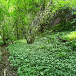 Ashford Hangers National Nature Reserve, Steep, Near Petersfield, Hampshire