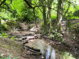 Ashford Hangers National Nature Reserve, Steep, Near Petersfield, Hampshire