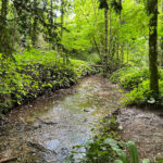 Ashford Hangers National Nature Reserve, Steep, Near Petersfield, Hampshire