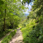 Ashford Hangers National Nature Reserve, Steep, Near Petersfield, Hampshire