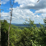 Ashford Hangers National Nature Reserve, Steep, Near Petersfield, Hampshire