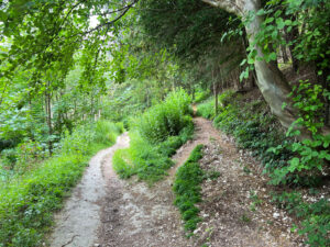 Ashford Hangers National Nature Reserve, Steep, Near Petersfield, Hampshire