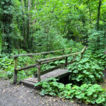 Ashford Hangers National Nature Reserve, Steep, Near Petersfield, Hampshire